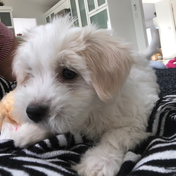 Meet your Posher, Gloria - Picture 2 of 2